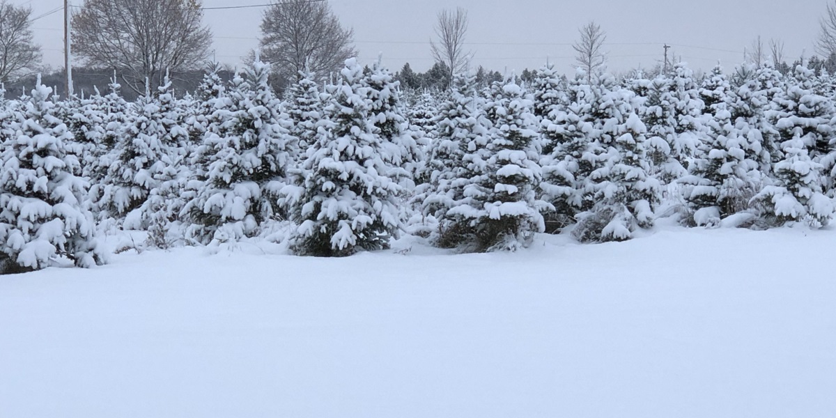 snow covered trees